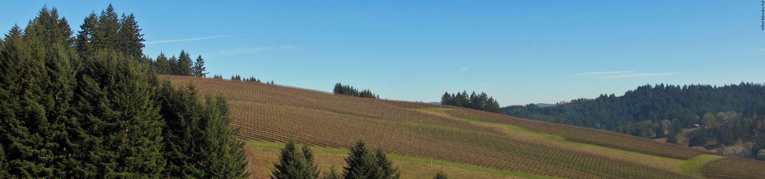 View from the tasting center at WillaKenzie Estate - Yamhill, Oregon