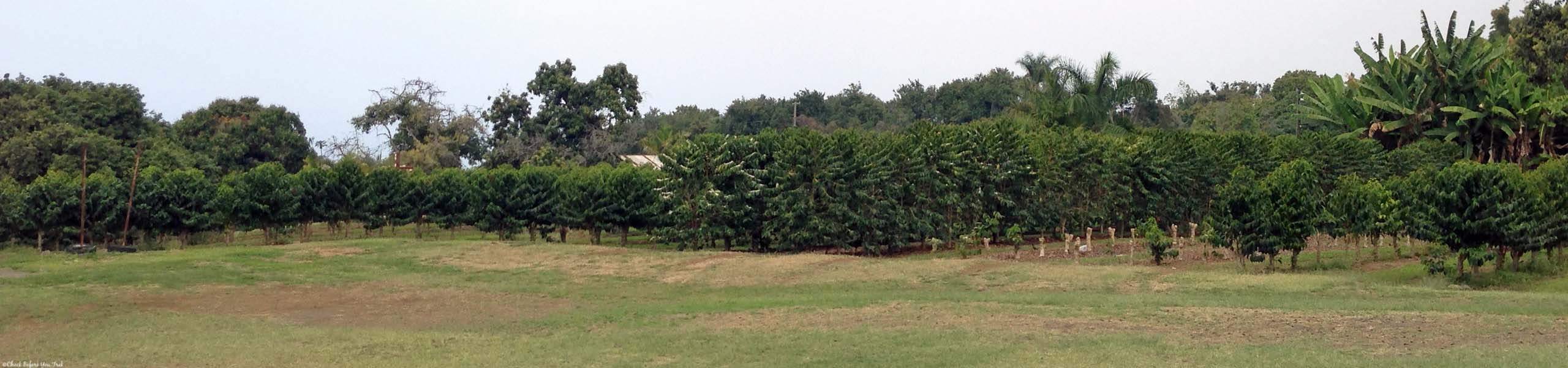 Big Island Coffee Farms Check Before You Trek